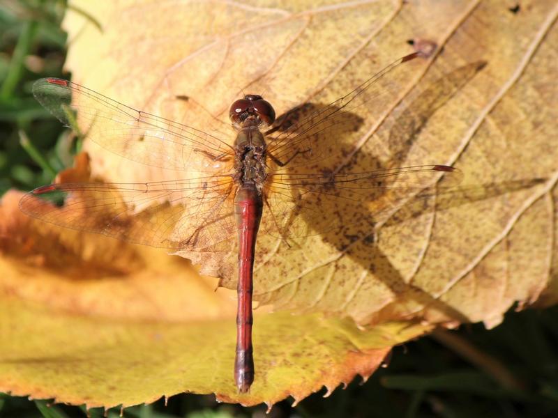 Photo of Autumn Meadowhawk