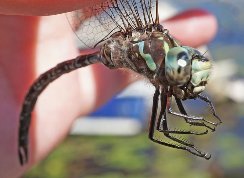 Photo of Canada Darner