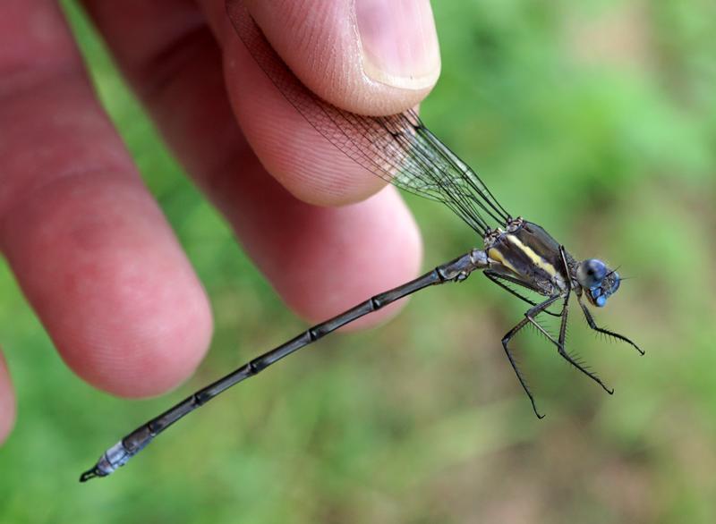 Photo of Great Spreadwing