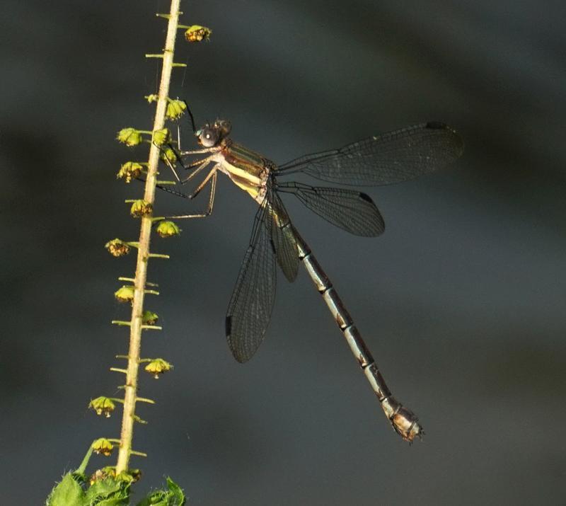 Photo of Great Spreadwing