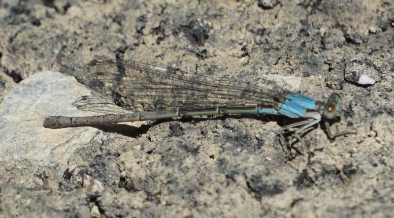 Photo of Blue-fronted Dancer