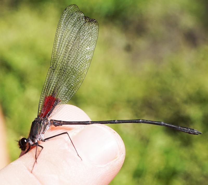 Photo of Smoky Rubyspot