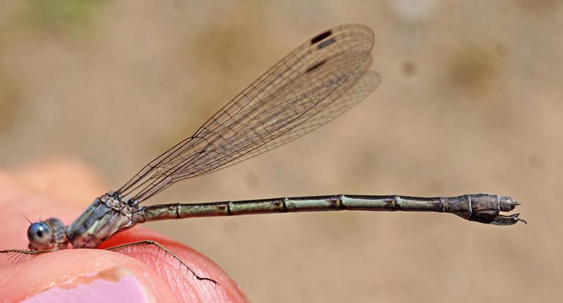 Photo of Sweetflag Spreadwing
