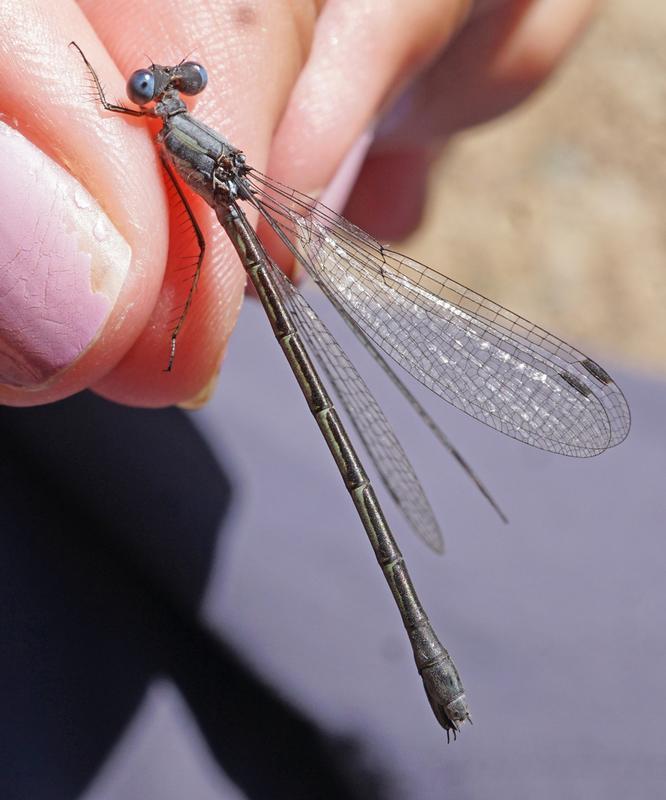 Photo of Sweetflag Spreadwing