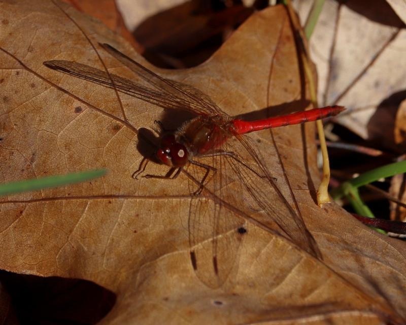 Photo of Autumn Meadowhawk