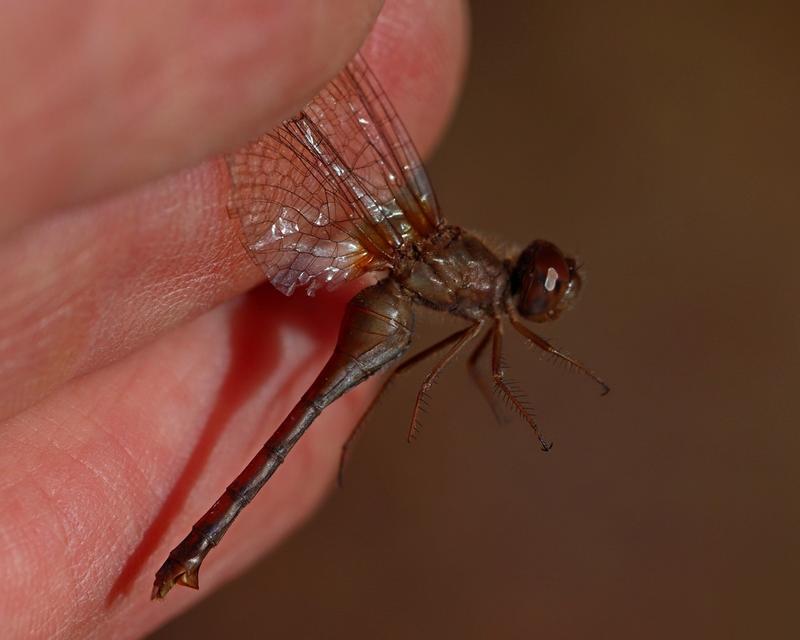 Photo of Autumn Meadowhawk
