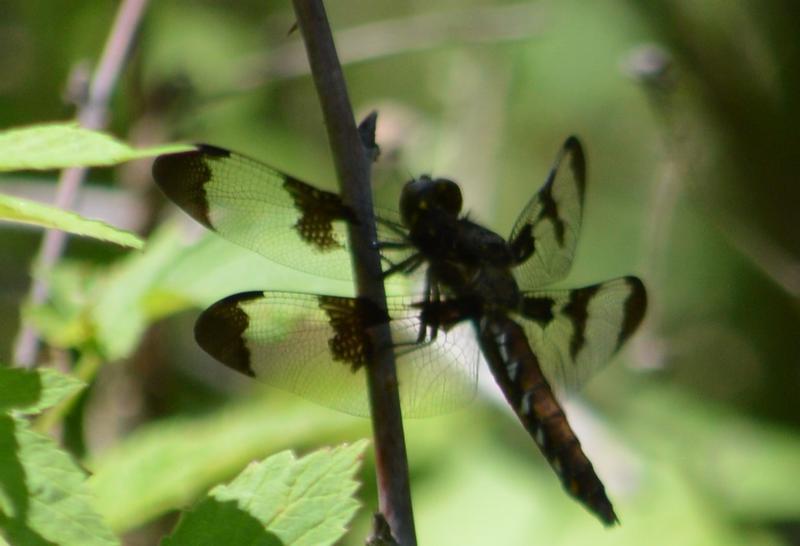 Photo of Common Whitetail
