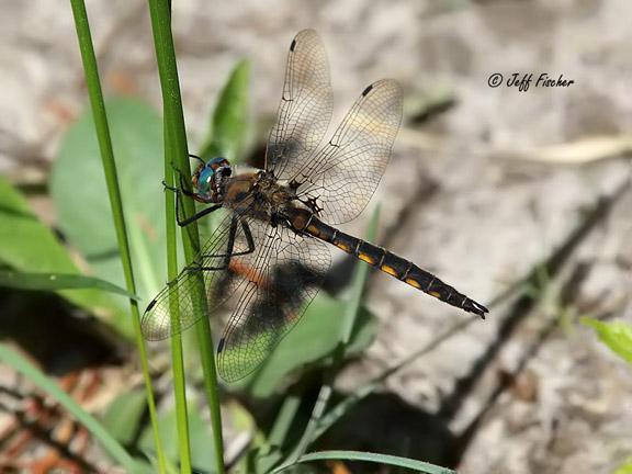 Photo of Beaverpond Baskettail