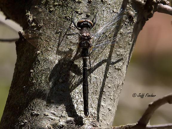 Photo of Ebony Boghaunter