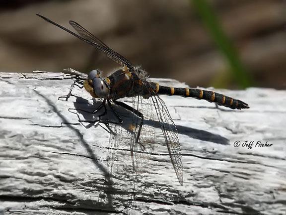 Photo of Ringed Boghaunter