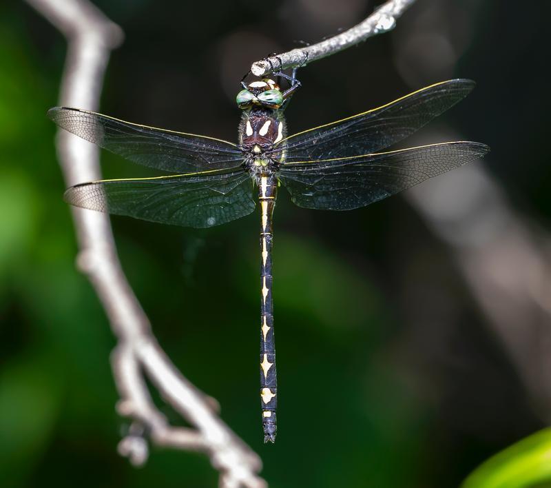 Photo of Arrowhead Spiketail