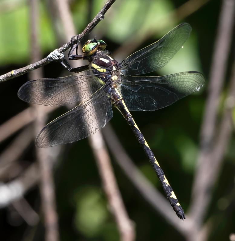 Photo of Arrowhead Spiketail