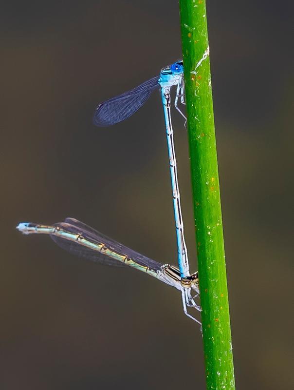 Photo of Double-striped Bluet