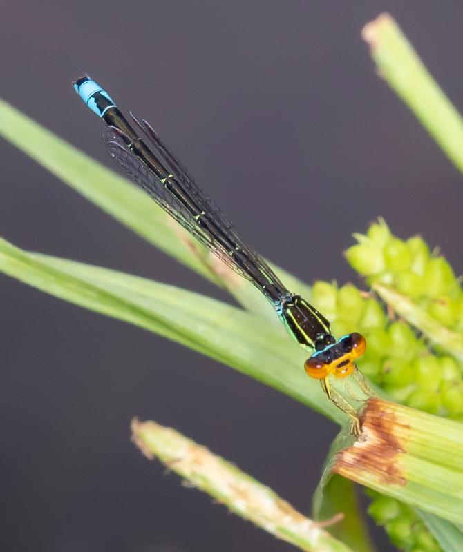 Photo of Rainbow Bluet