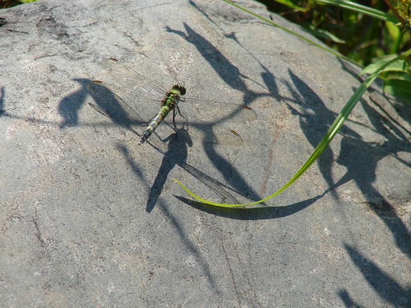 Photo of Eastern Pondhawk