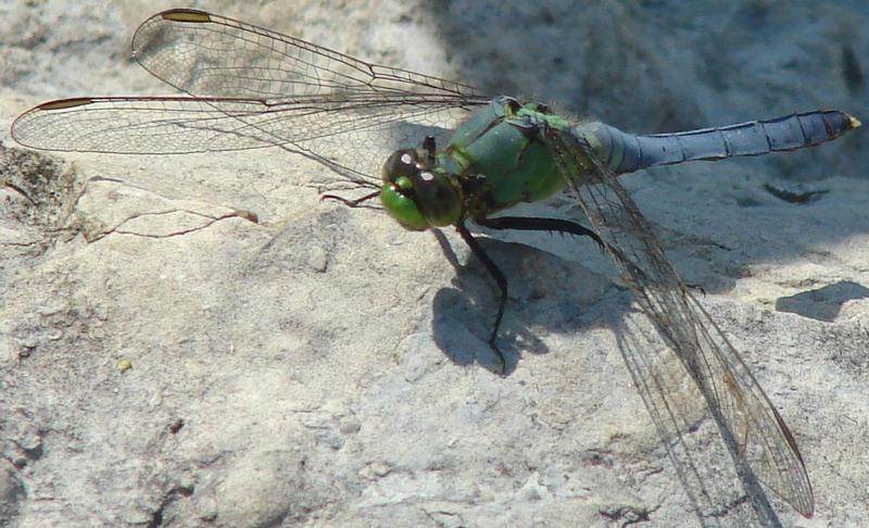 Photo of Eastern Pondhawk