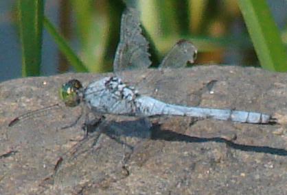 Photo of Eastern Pondhawk