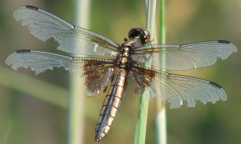 Photo of Widow Skimmer