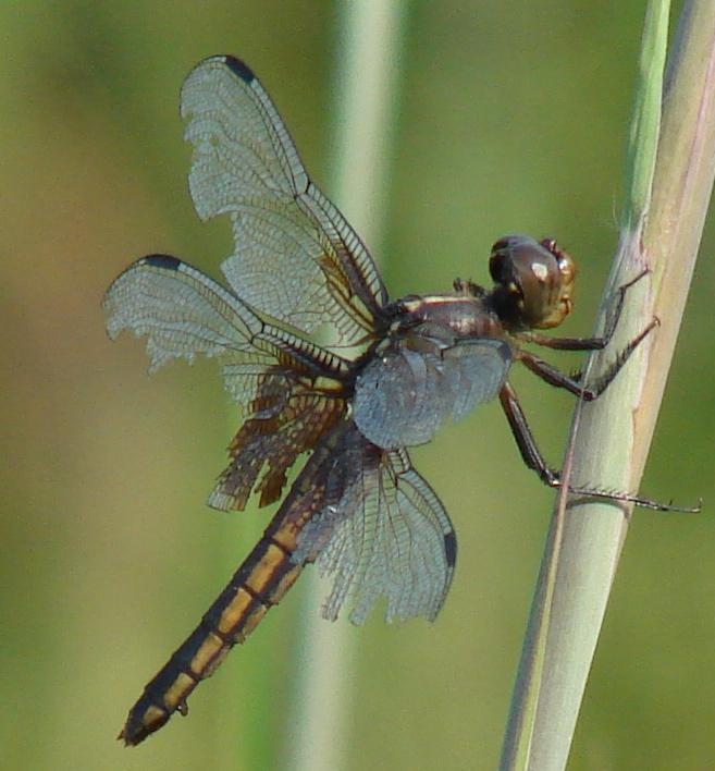 Photo of Widow Skimmer