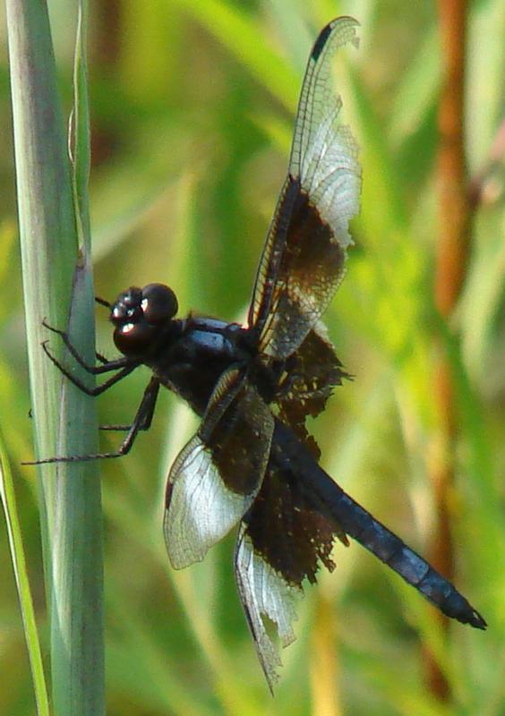 Photo of Widow Skimmer