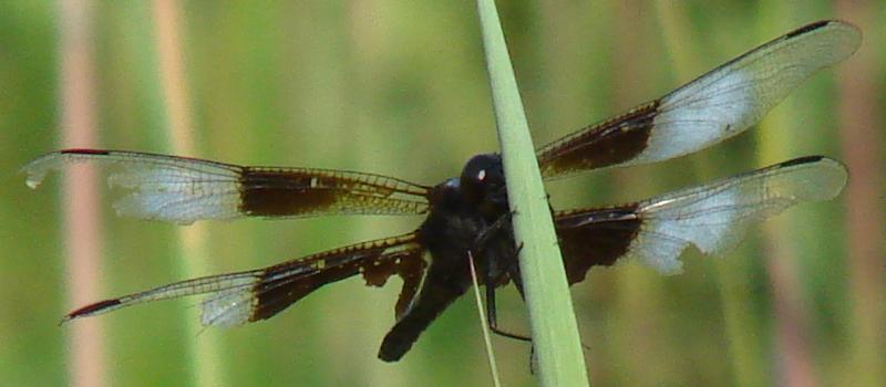 Photo of Widow Skimmer