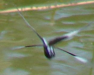 Photo of Widow Skimmer