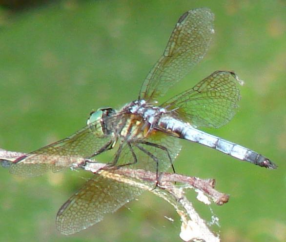 Photo of Blue Dasher