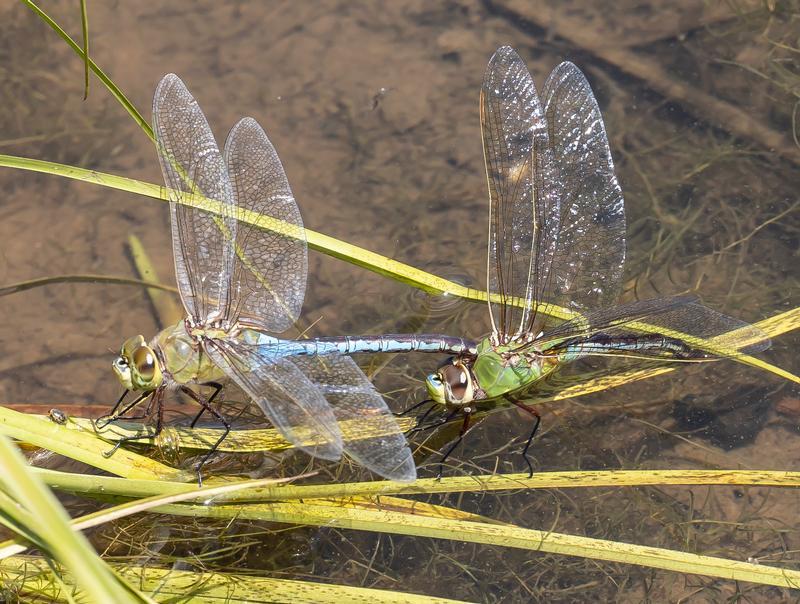 Photo of Common Green Darner