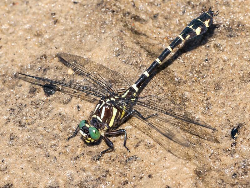 Photo of Zebra Clubtail