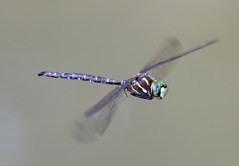 Photo of Shadow Darner