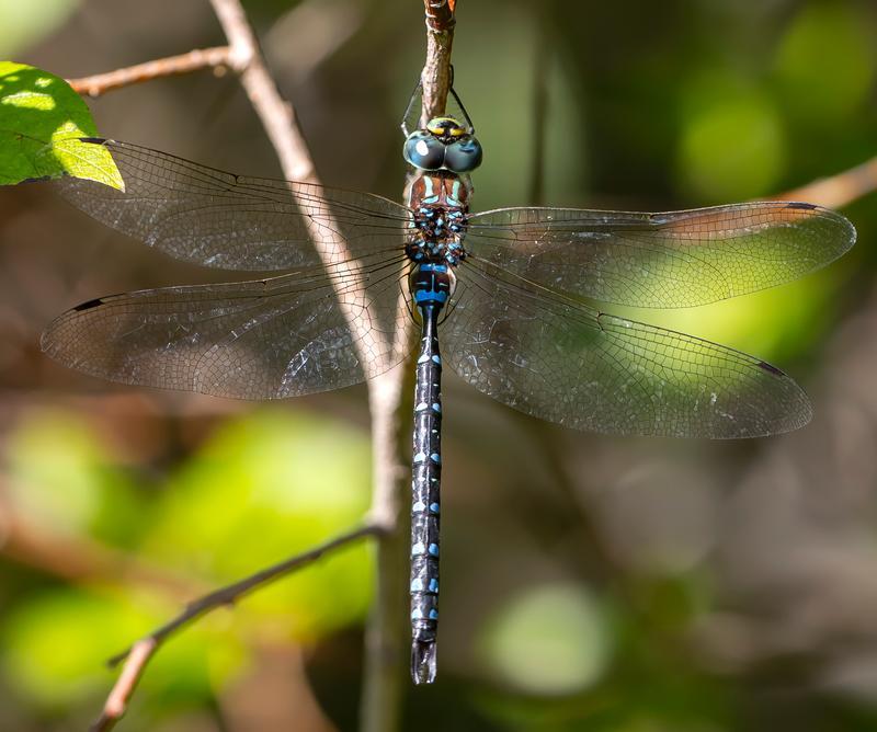 Photo of Black-tipped Darner