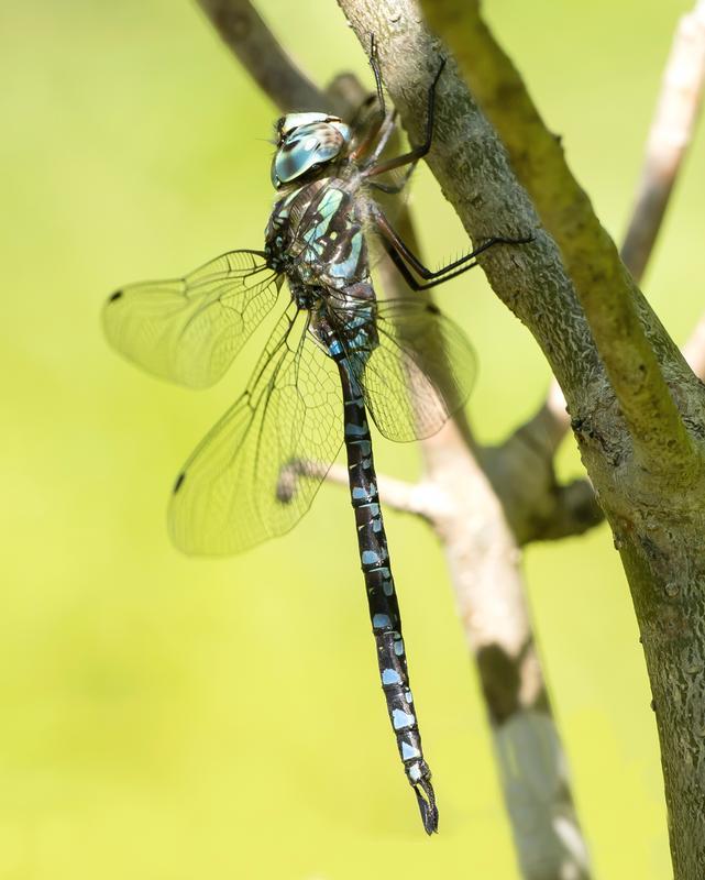 Photo of Canada Darner