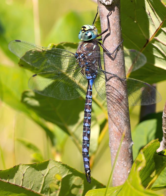 Photo of Variable Darner