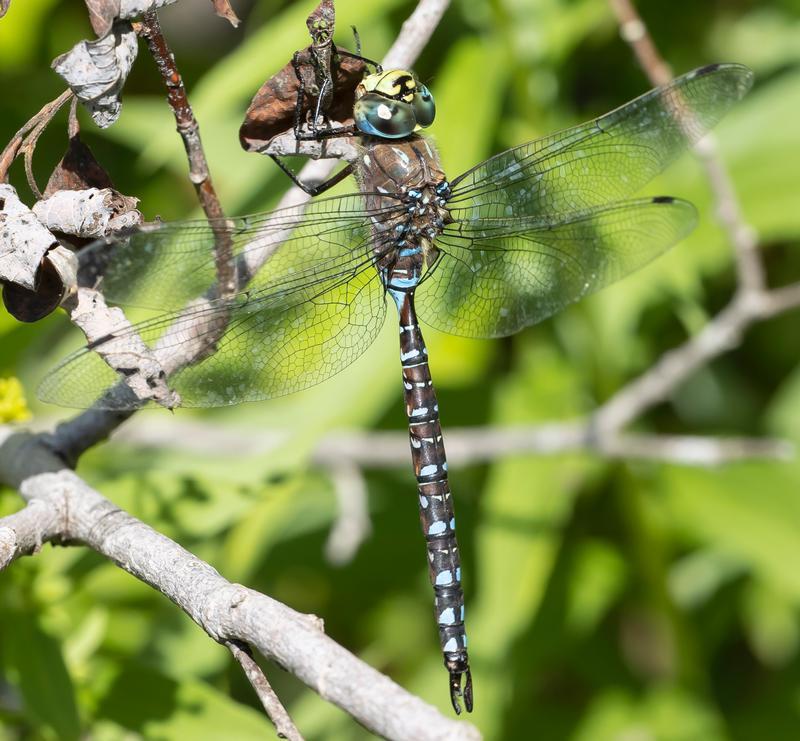 Photo of Variable Darner