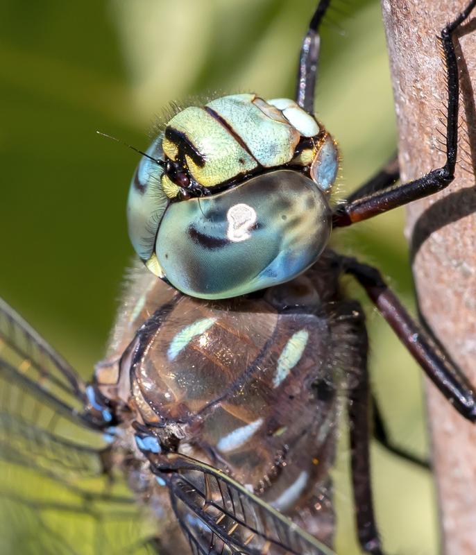 Photo of Variable Darner