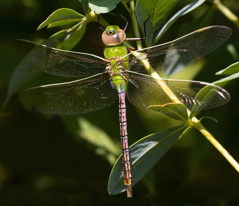 Photo of Common Green Darner