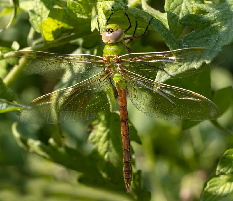 Photo of Common Green Darner