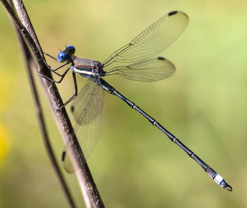 Photo of Great Spreadwing