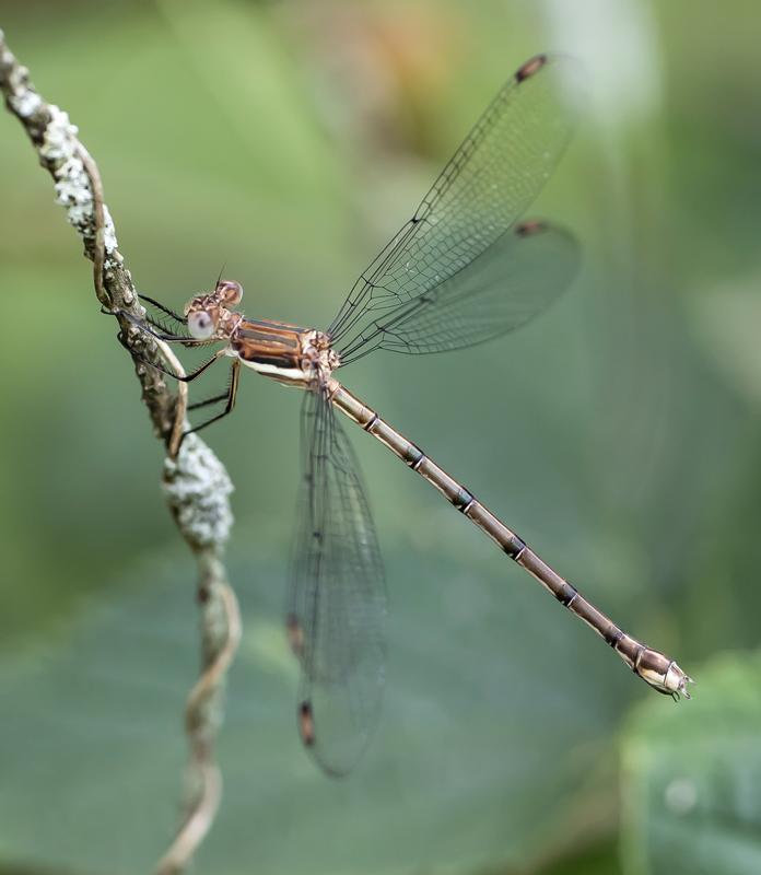 Photo of Great Spreadwing