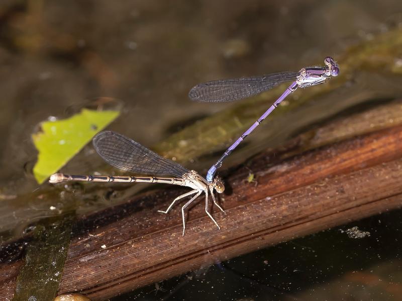 Photo of Variable Dancer (Violet Dancer ssp.)