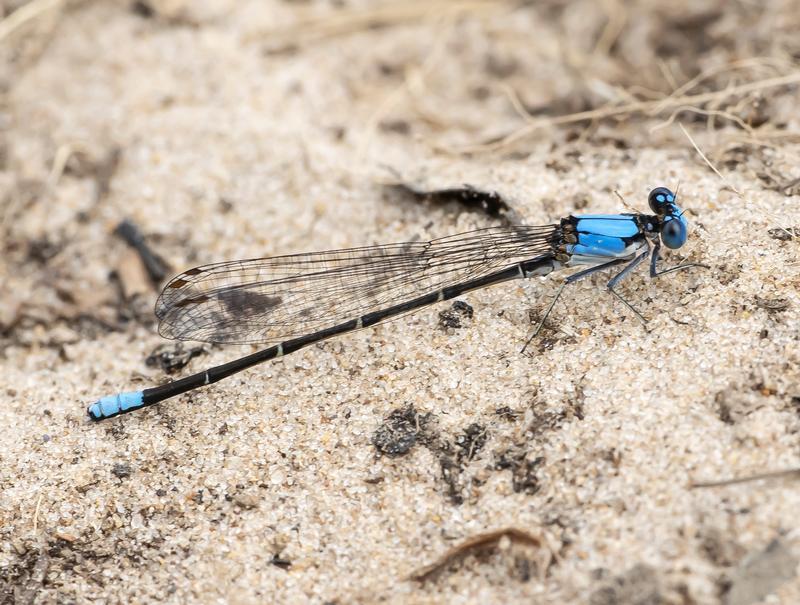 Photo of Blue-fronted Dancer