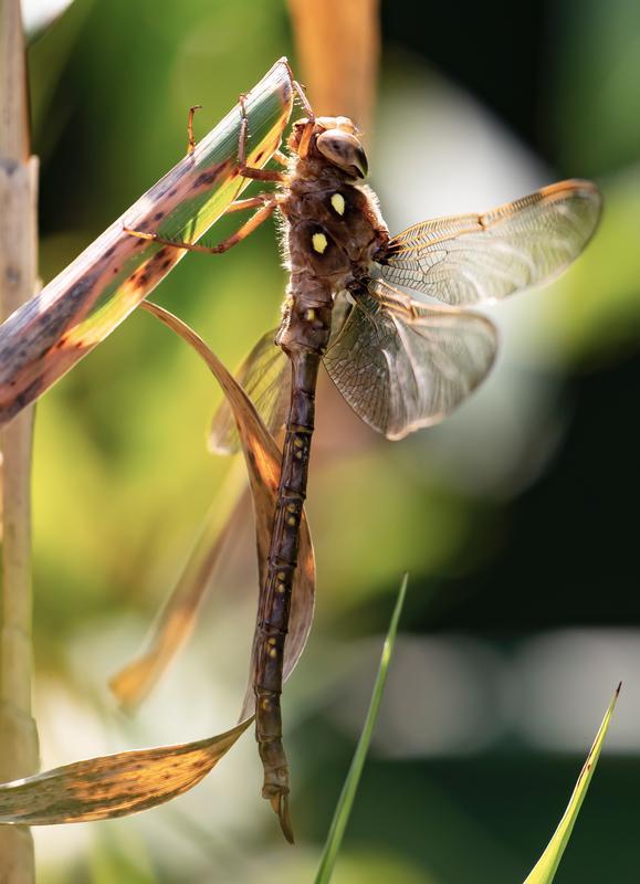 Photo of Fawn Darner