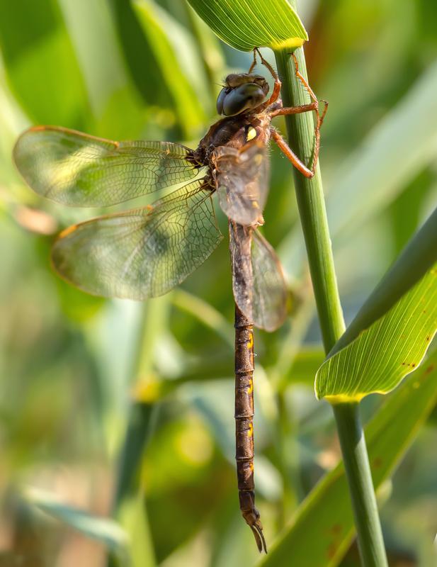 Photo of Fawn Darner