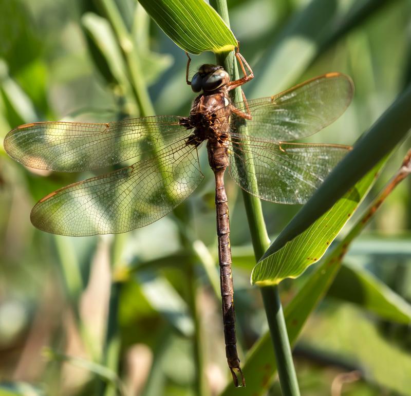 Photo of Fawn Darner