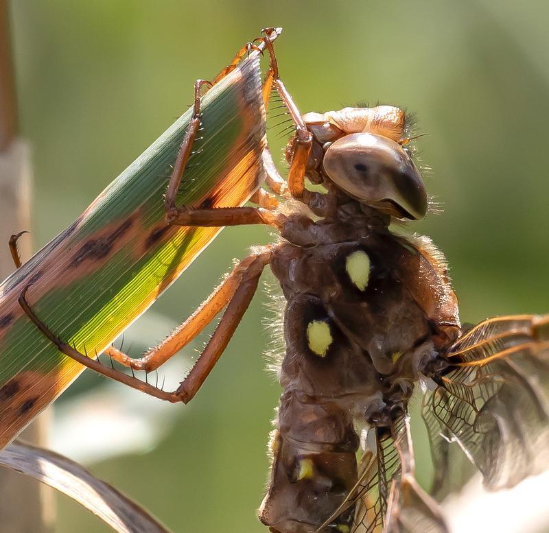 Photo of Fawn Darner