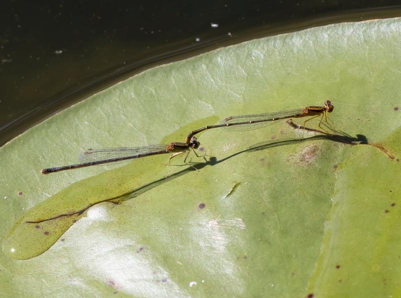 Photo of Orange Bluet