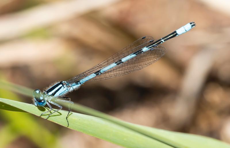 Photo of Hagen's Bluet