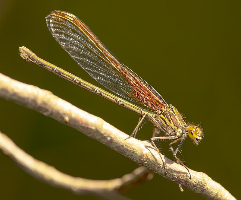 Photo of American Rubyspot