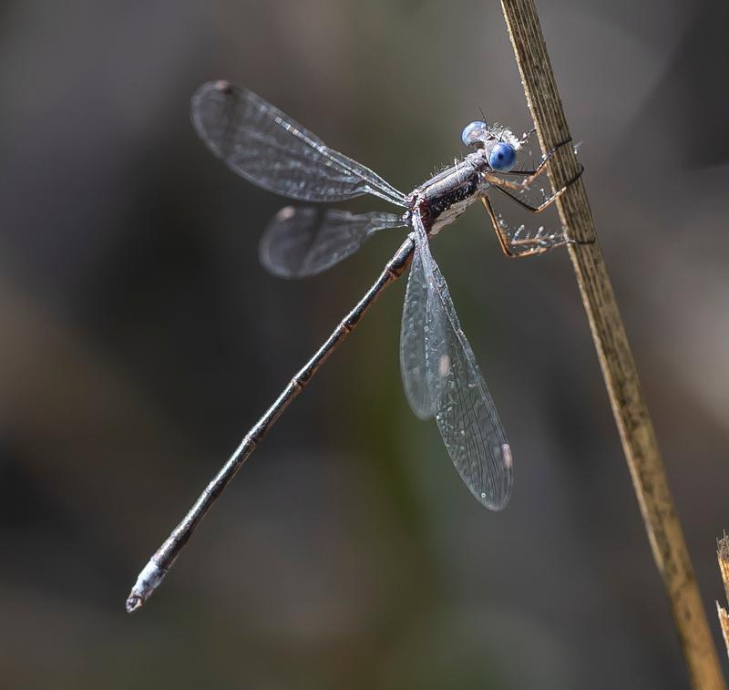 Photo of Spotted Spreadwing