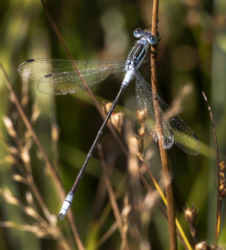 Photo of Northern Spreadwing